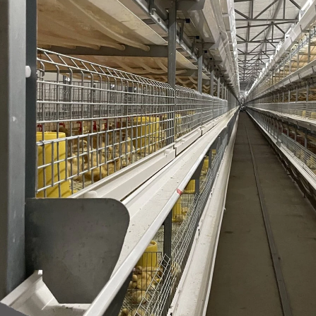 Cleaning and Disinfection of Broiler Cages and Precautions