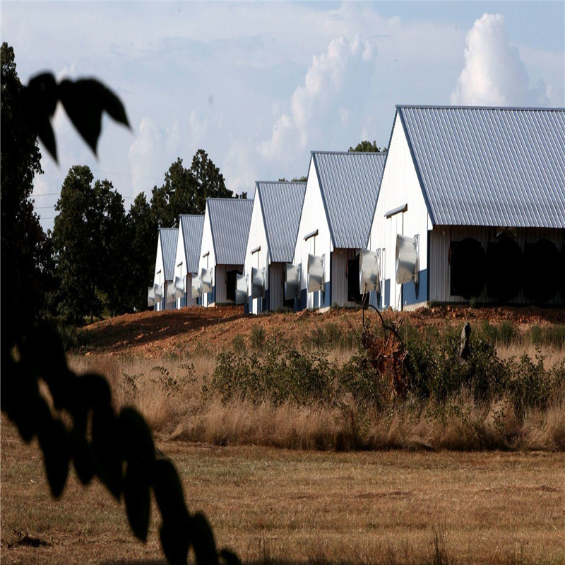 Chicken Farm with H Type Chicken Layer Cages