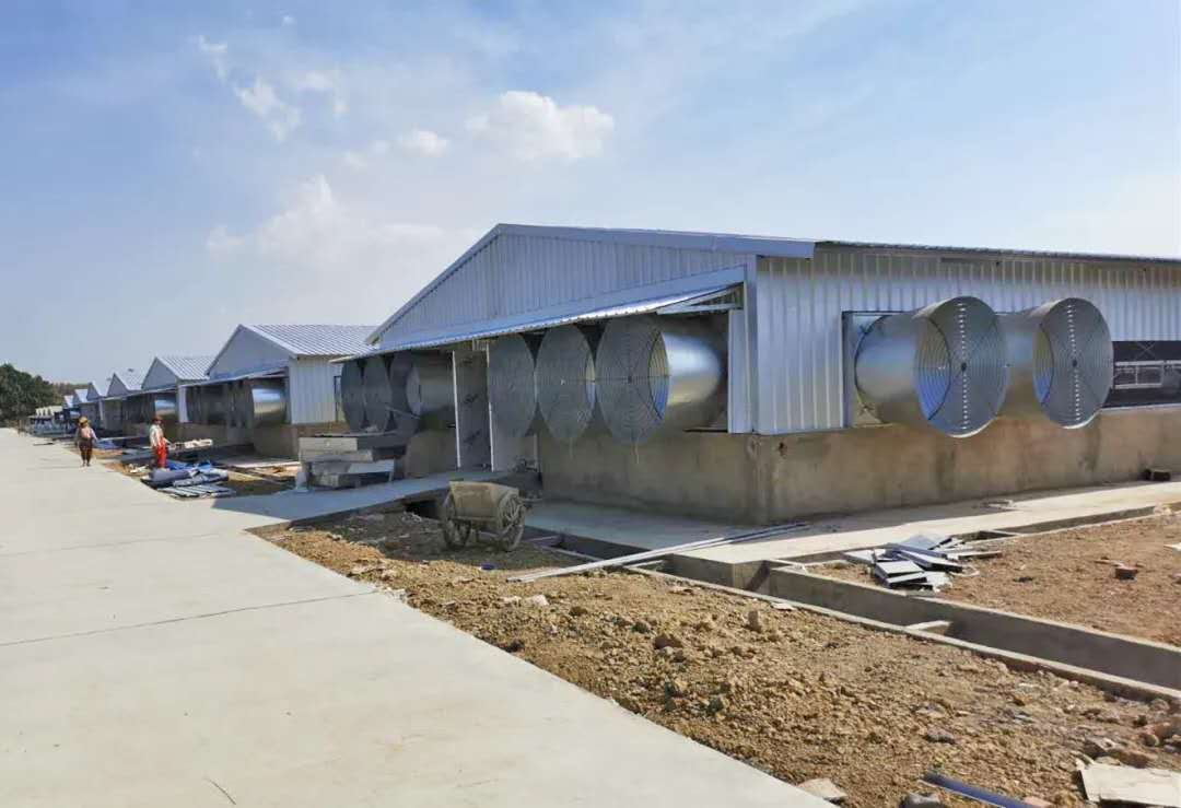 Broiler Breeding Program 