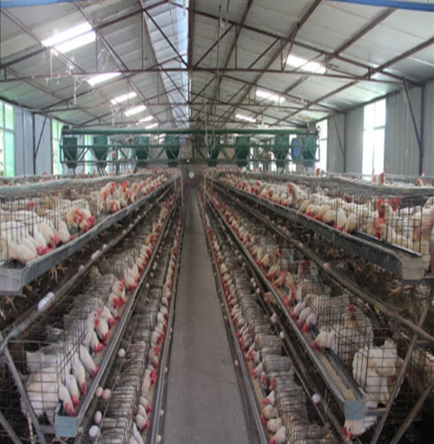 Automatic Husbandry Equipment Poultry House Feeding System 