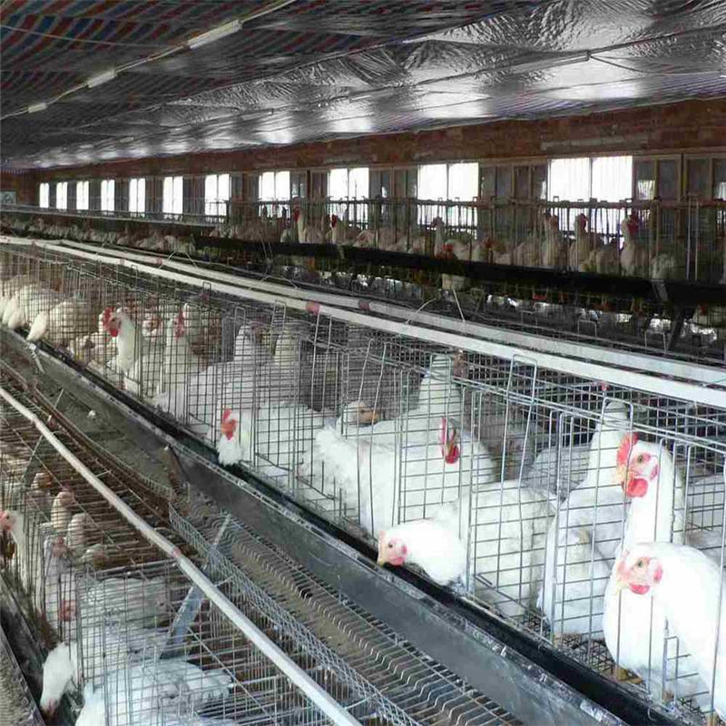 Poultry Farm Egg Chicken Cage