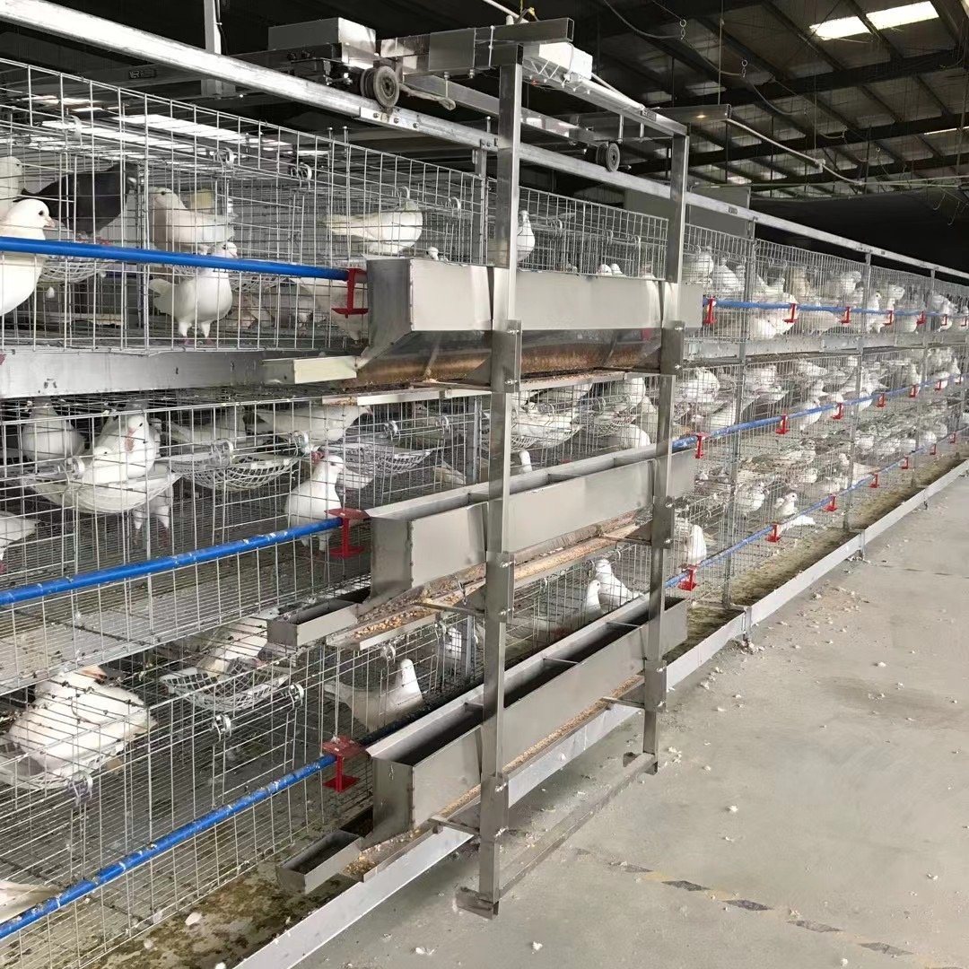 Husbandry Equipment of Automatic Feeding Drinking Pigeon cage