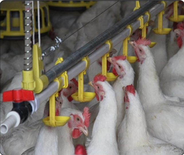 Chicken Husbandry Equipment 