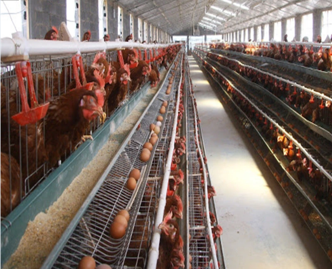 Type A Egg Breeding Layer Hens Poultry Equipment