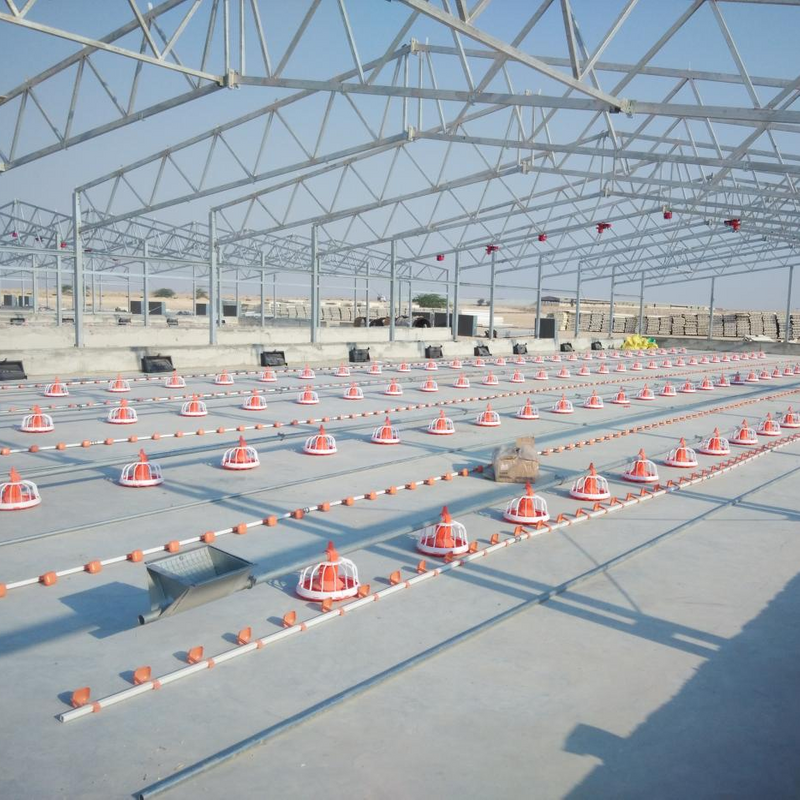 Durable Broiler Flat Raising Qatari Broiler Project