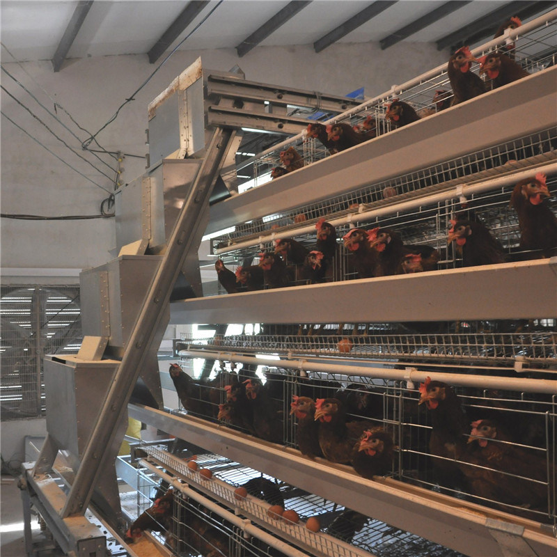 a-Type Cage Egg Breeding with Automatic Machine System