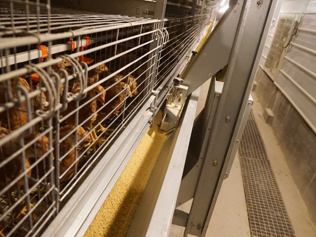 Environmental Management and Production Management of Laying Hens