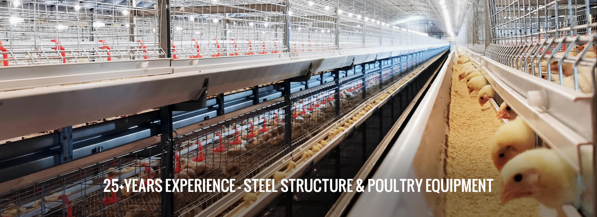 STEEL STRUCTURE & POULTRY EQUIPMENT