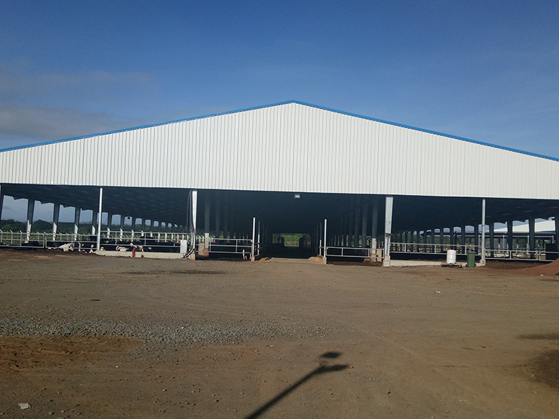 Livestock Farming House chicken Farm Poultry Building