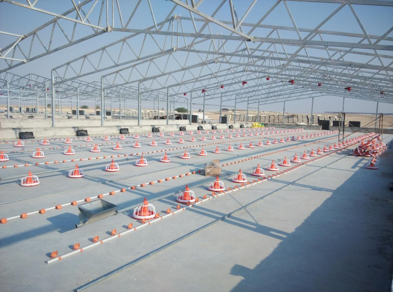 Broiler Flat Raising 