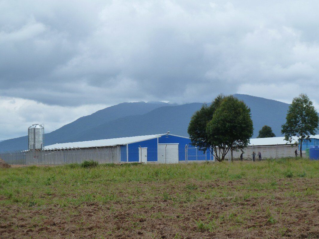 Livestock Farming House Angola Hen House project