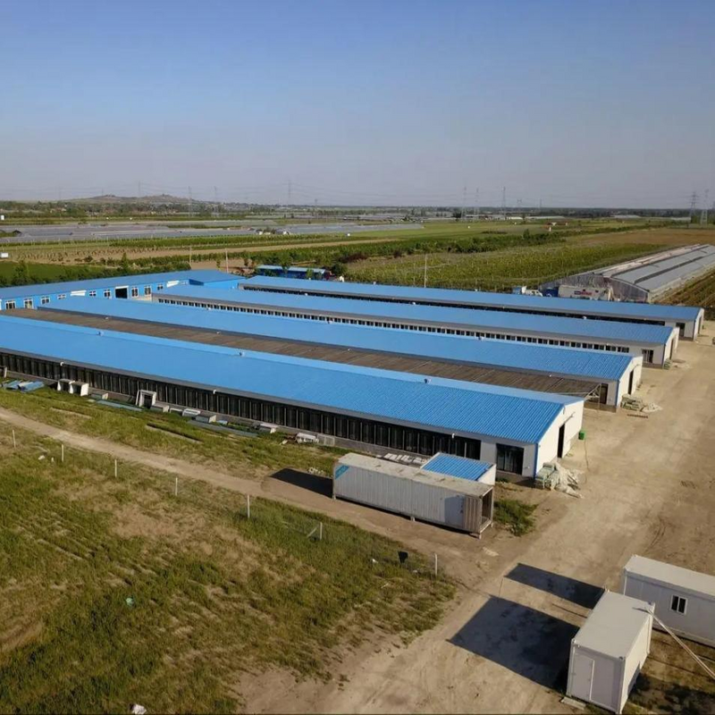 Prefabricated Steel Structure Livestock Farming House for Broiler