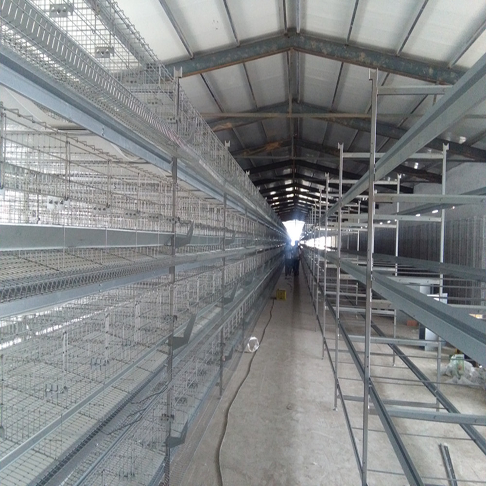 Electric Automatic Cages Laying Chicken Husbandry Equipment