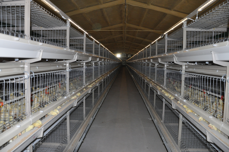 High-end Efficient Husbandry Equipment Broiler Cage