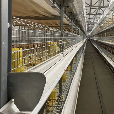 Internal and External Environment Control Technology of Caged Broilers